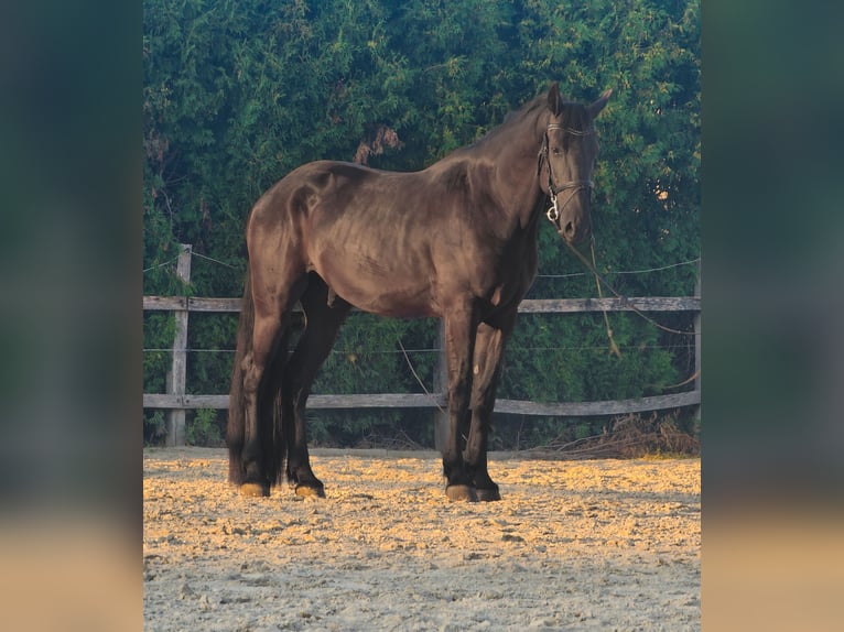 Friesian horses Mix Gelding 4 years 16 hh Black in Ptuj