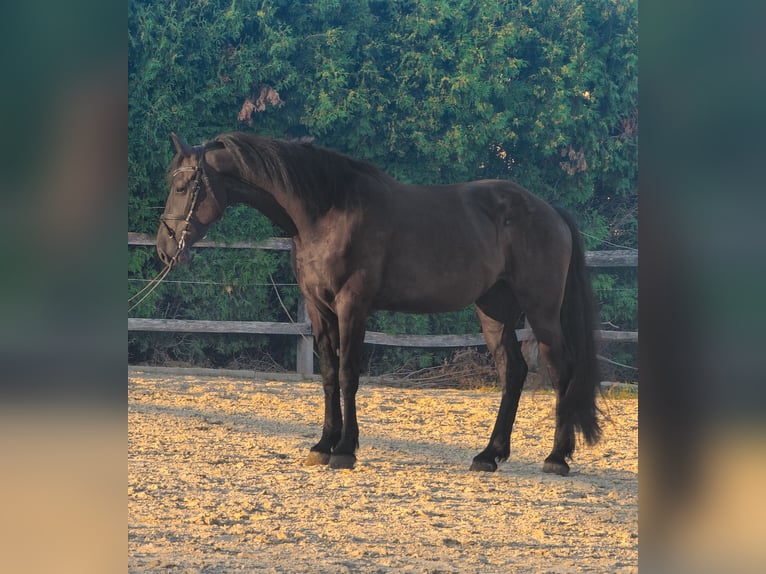 Friesian horses Mix Gelding 4 years 16 hh Black in Ptuj