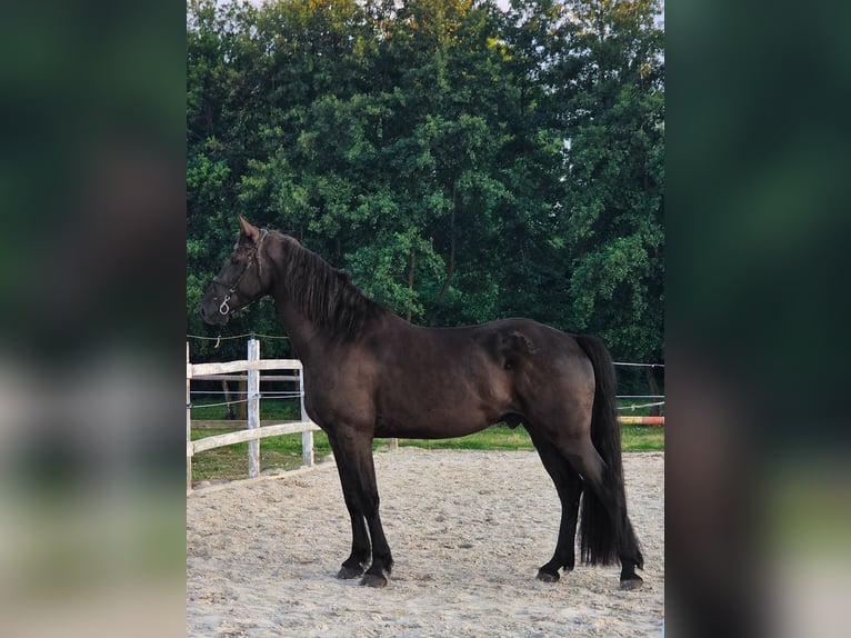 Friesian horses Mix Gelding 4 years 16 hh Black in Ptuj
