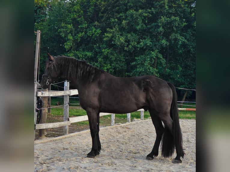 Friesian horses Mix Gelding 4 years 16 hh Black in Ptuj