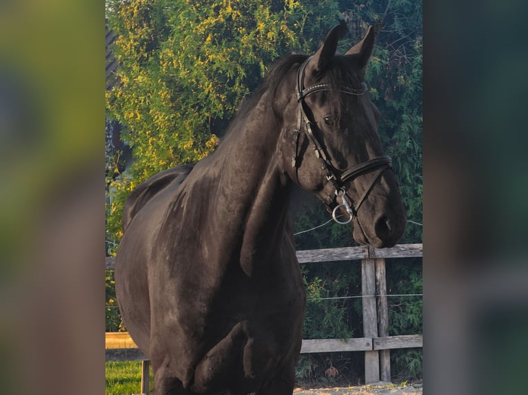 Friesian horses Mix Gelding 4 years 16 hh Black in Ptuj
