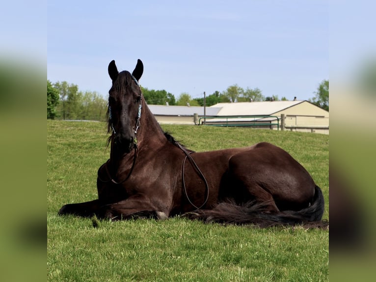 Friesian horses Gelding 4 years 16 hh Black in Howell