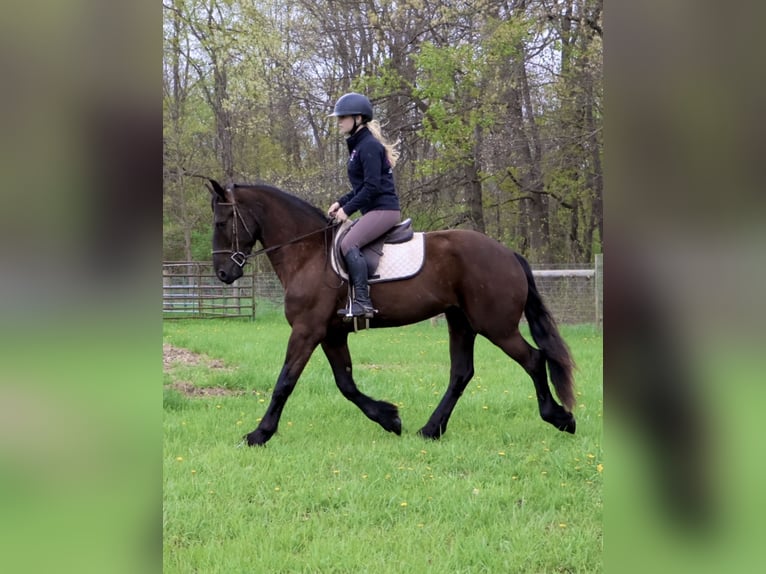 Friesian horses Gelding 4 years 16 hh Black in Howell