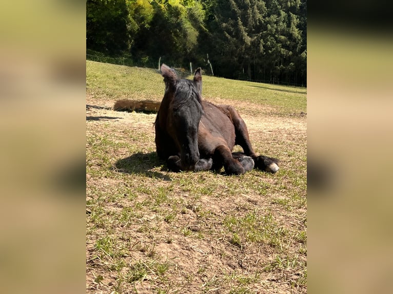 Friesian horses Gelding 4 years 16 hh Black in Luxemburg