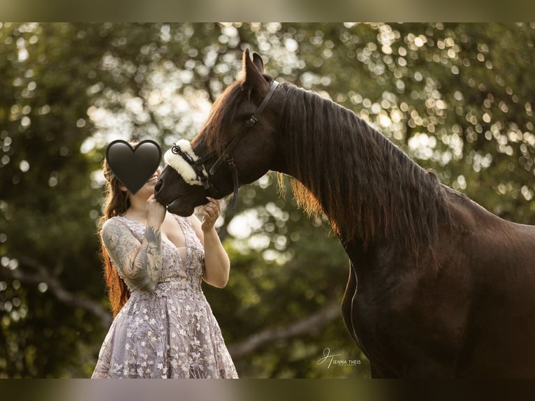 Friesian horses Gelding 4 years 16 hh Black in Luxemburg