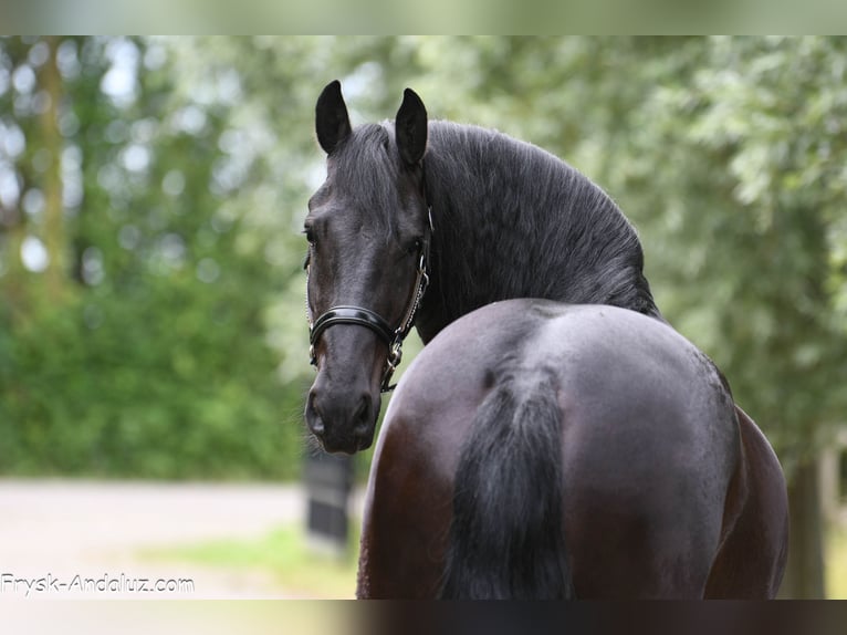 Friesian horses Gelding 4 years 16 hh Black in Mijnsheerenland