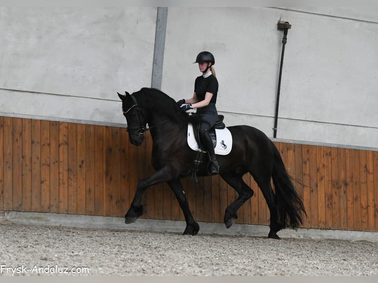 Friesian horses Gelding 4 years 16 hh Black in Mijnsheerenland
