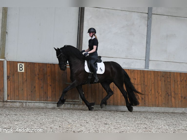 Friesian horses Gelding 4 years 16 hh Black in Mijnsheerenland
