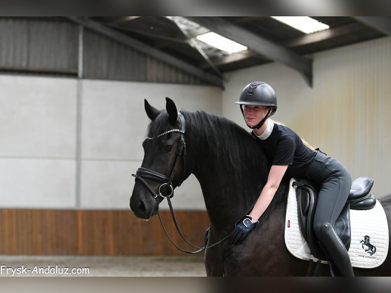 Friesian horses Gelding 4 years 16 hh Black in Mijnsheerenland