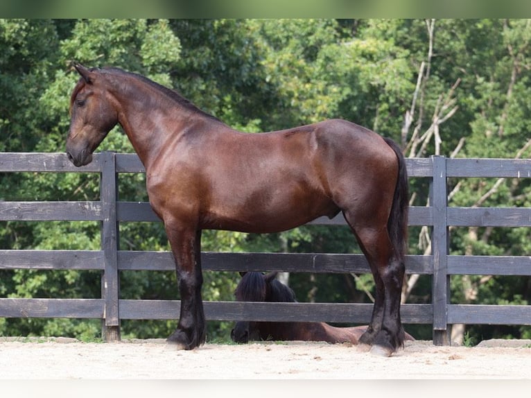 Friesian horses Mix Gelding 4 years 16 hh Black in Clover, SC