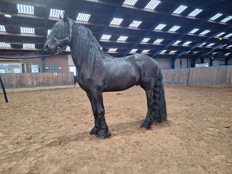 Friesian horses Gelding 4 years 16 hh Black in Dalen