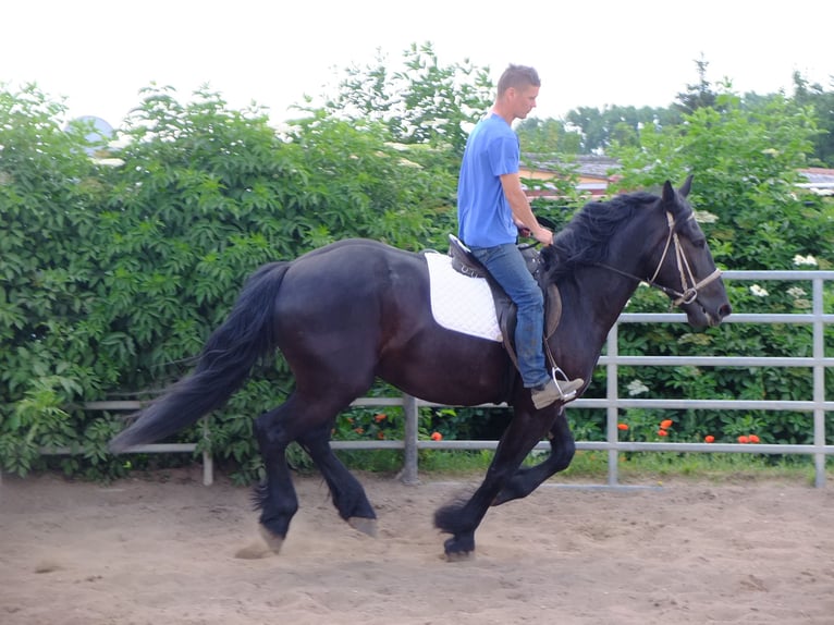 Friesian horses Mix Gelding 4 years 16 hh Black in Buttstädt
