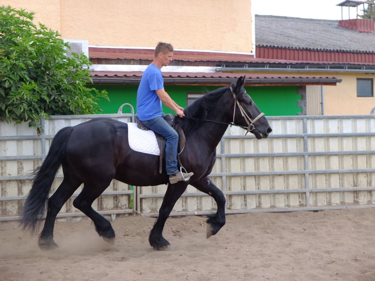 Friesian horses Mix Gelding 4 years 16 hh Black in Buttstädt