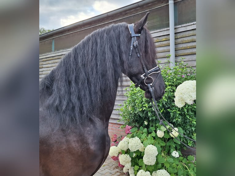 Friesian horses Gelding 4 years 16 hh Black in Dalen