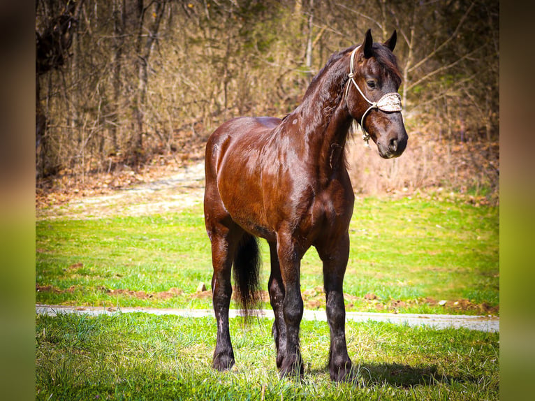 Friesian horses Gelding 4 years 16 hh Black in Flemingsburg, KY