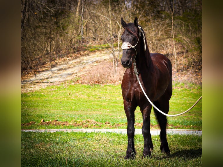 Friesian horses Gelding 4 years 16 hh Black in Flemingsburg, KY