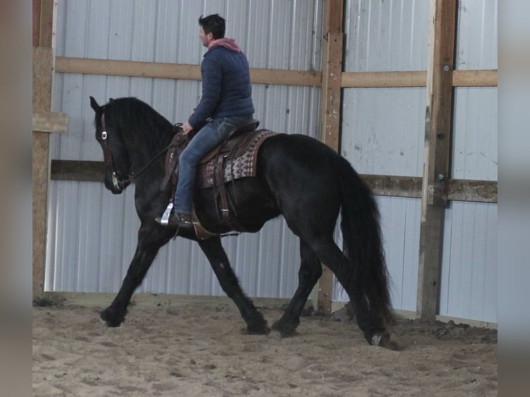 Friesian horses Gelding 4 years 16 hh Black in Cincinnati, IA