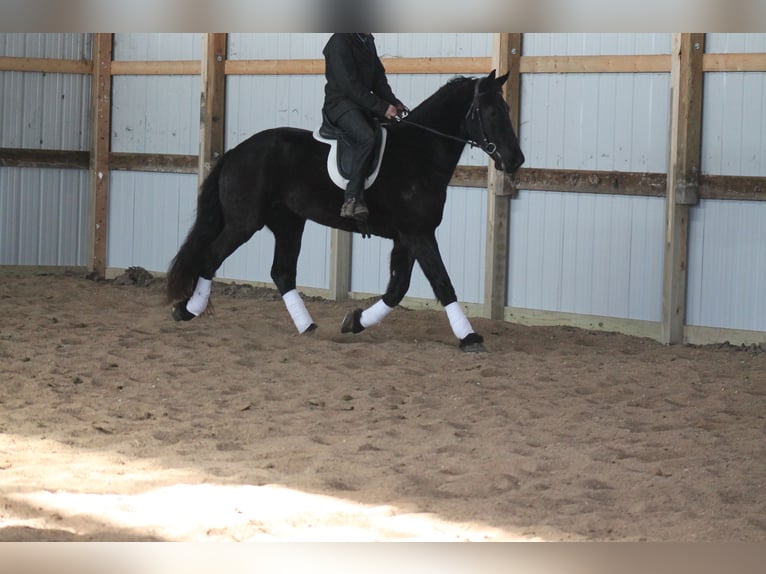 Friesian horses Gelding 4 years 16 hh Black in Cincinnati, IA