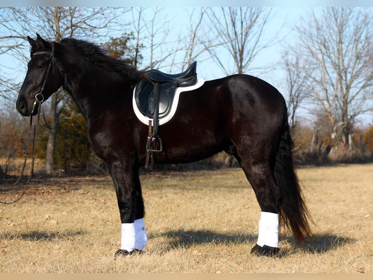 Friesian horses Gelding 4 years 16 hh Black in Cincinnati, IA