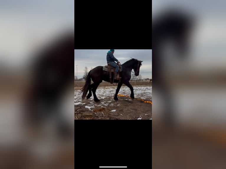 Friesian horses Gelding 4 years 16 hh Black in Cincinnati, IA