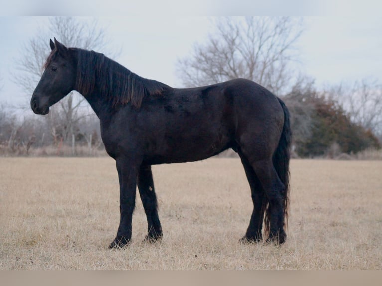 Friesian horses Gelding 4 years 16 hh Black in Cincinnati, IA