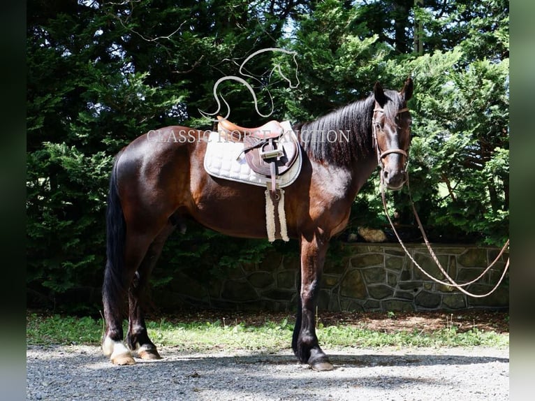 Friesian horses Gelding 4 years 16 hh Black in Littlestown, PA