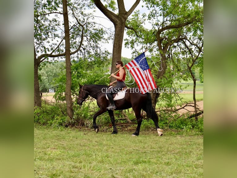 Friesian horses Gelding 4 years 16 hh Black in Littlestown, PA