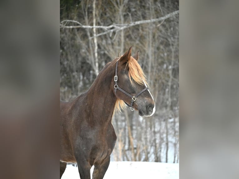 Friesian horses Gelding 4 years 16 hh Chestnut in Warsaw