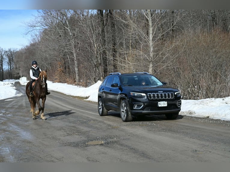 Friesian horses Gelding 4 years 16 hh Chestnut in Warsaw