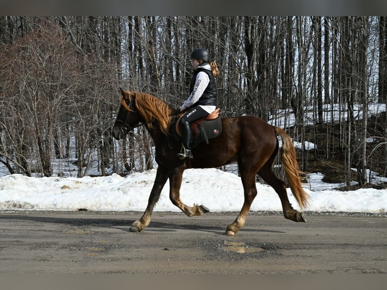 Friesian horses Gelding 4 years 16 hh Chestnut in Warsaw
