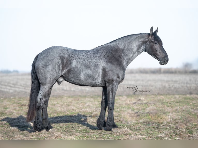 Friesian horses Gelding 4 years 16 hh Roan-Blue in Fairbank, IA