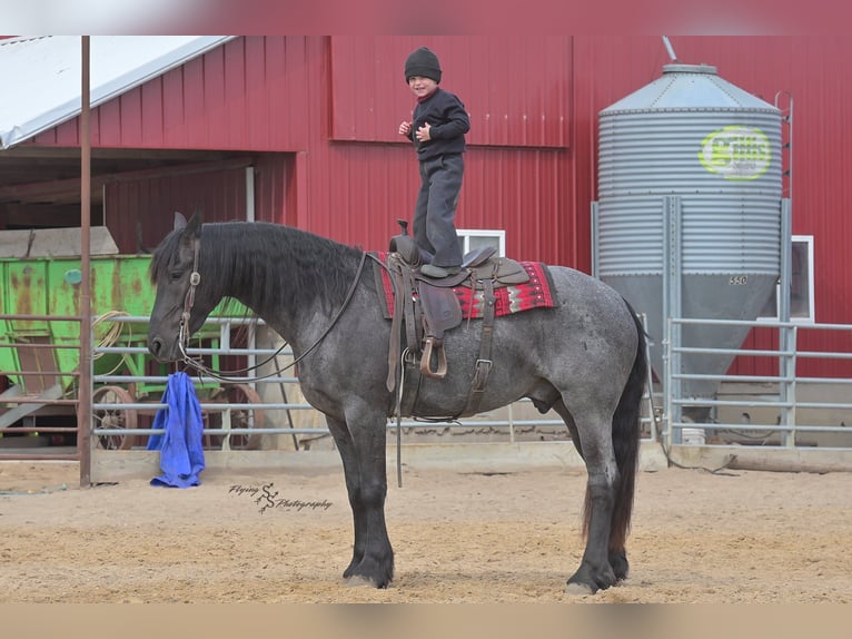 Friesian horses Gelding 4 years 16 hh Roan-Blue in Fairbank IA