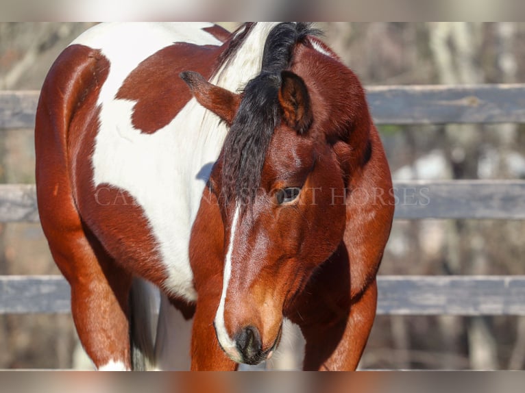 Friesian horses Mix Gelding 4 years 16 hh in Clover, SC