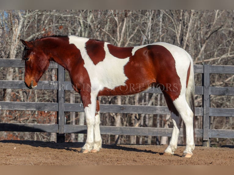 Friesian horses Mix Gelding 4 years 16 hh in Clover, SC