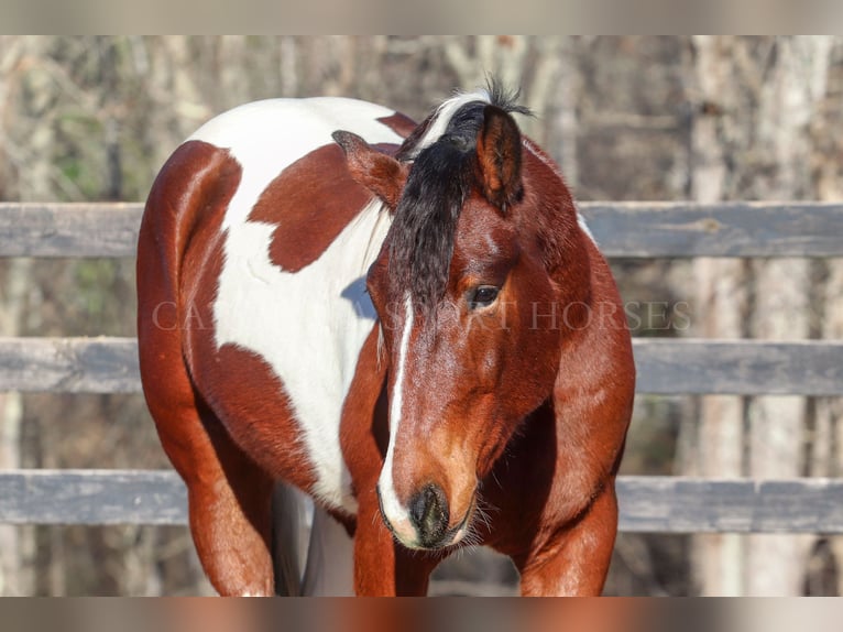 Friesian horses Mix Gelding 4 years 16 hh in Clover, SC