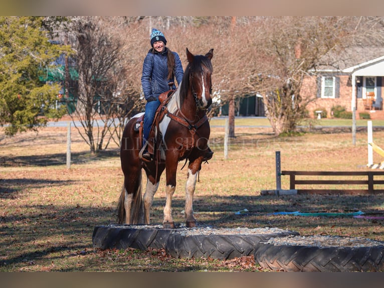 Friesian horses Mix Gelding 4 years 16 hh in Clover, SC