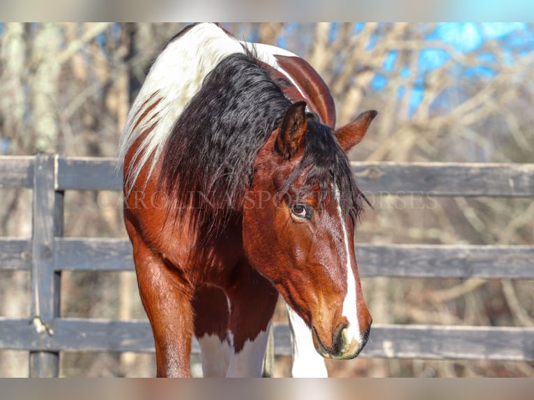 Friesian horses Mix Gelding 4 years 16 hh in Clover, SC