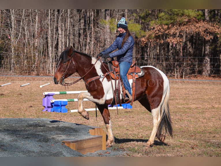 Friesian horses Mix Gelding 4 years 16 hh in Clover, SC