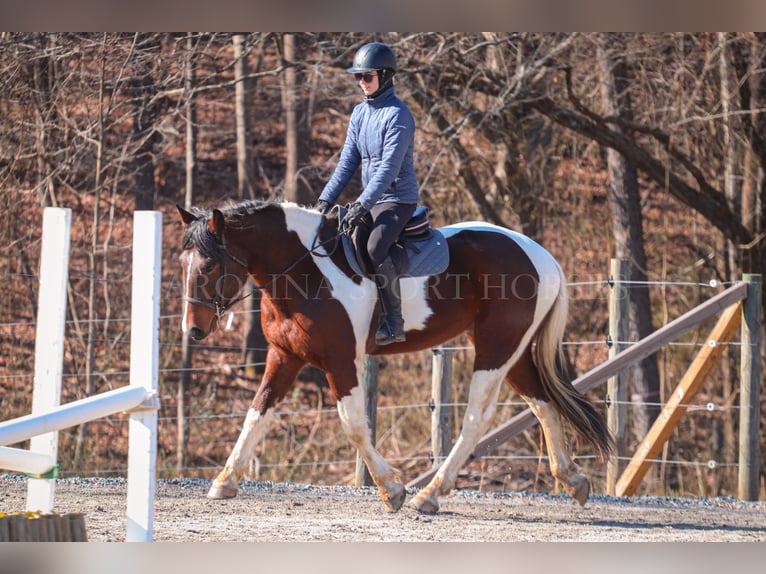 Friesian horses Mix Gelding 4 years 16 hh in Clover, SC