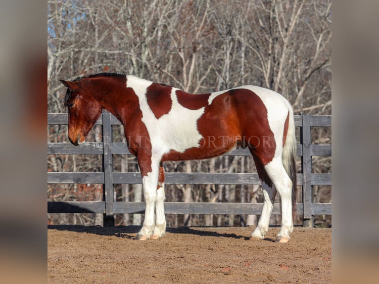 Friesian horses Mix Gelding 4 years 16 hh in Clover, SC