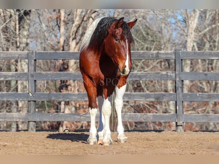 Friesian horses Mix Gelding 4 years 16 hh in Clover, SC