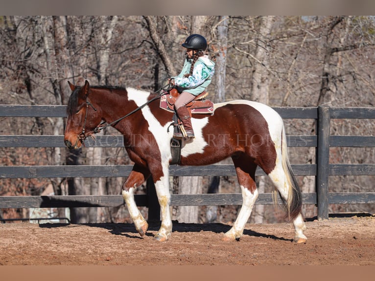 Friesian horses Mix Gelding 4 years 16 hh in Clover, SC