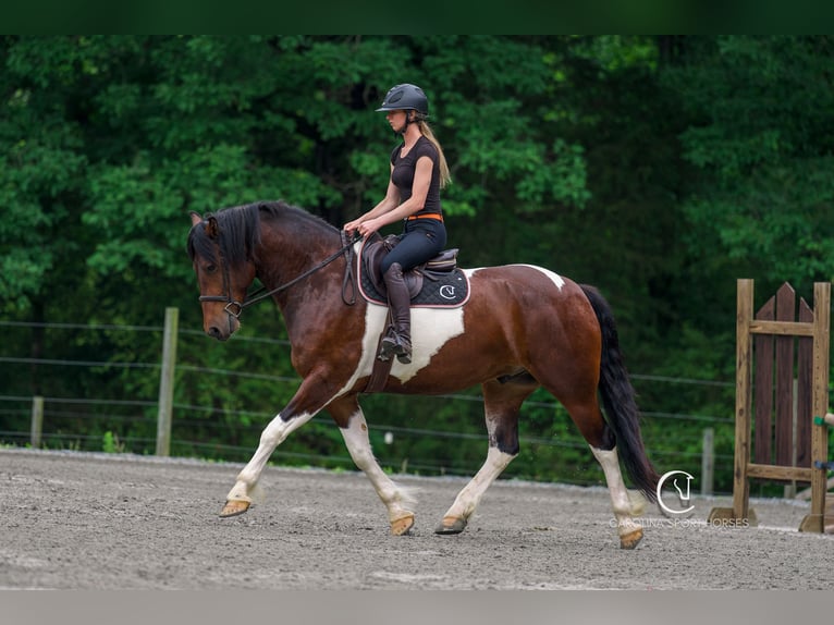 Friesian horses Gelding 4 years 16 hh in Clover, SC