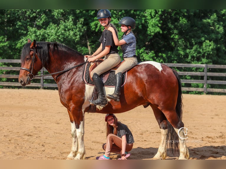 Friesian horses Gelding 4 years 16 hh in Clover, SC