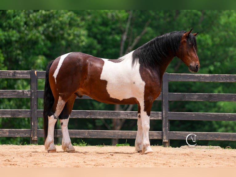 Friesian horses Gelding 4 years 16 hh in Clover, SC
