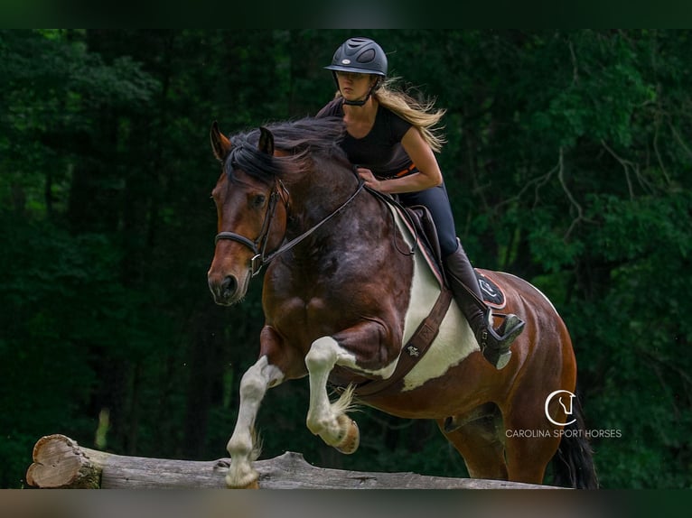 Friesian horses Gelding 4 years 16 hh in Clover, SC