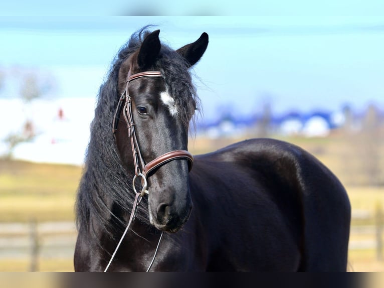 Friesian horses Mix Gelding 4 years 16,1 hh Black in Gap