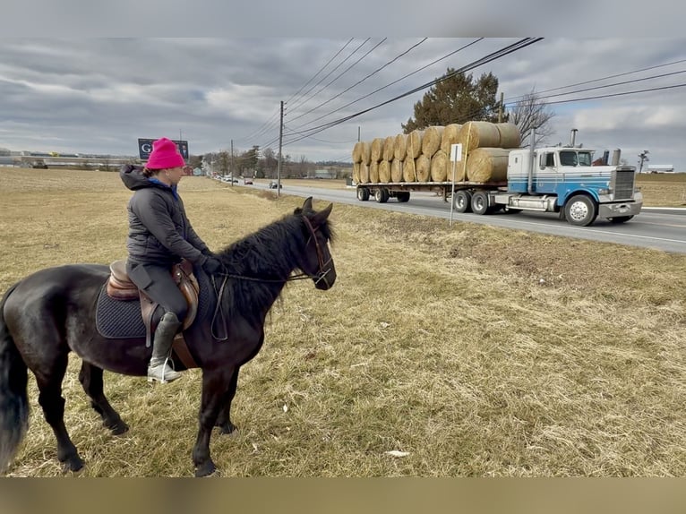 Friesian horses Mix Gelding 4 years 16,1 hh Black in Gap
