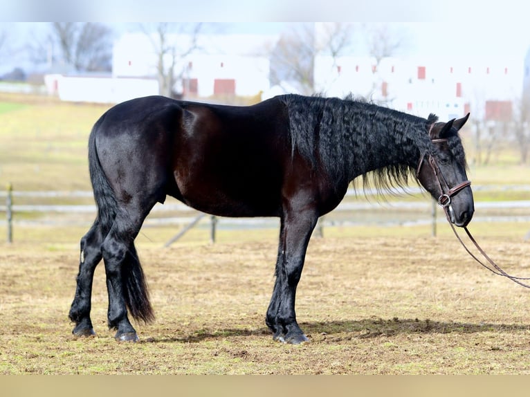 Friesian horses Mix Gelding 4 years 16,1 hh Black in Gap