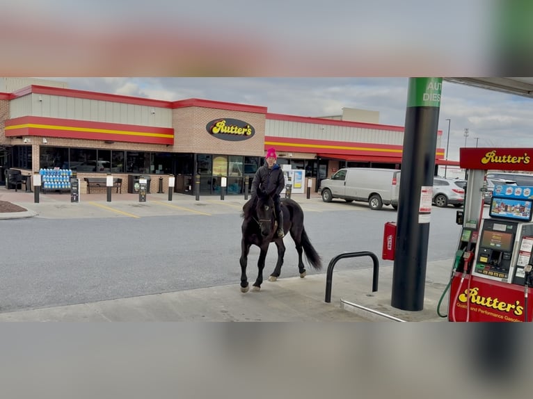 Friesian horses Mix Gelding 4 years 16,1 hh Black in Gap